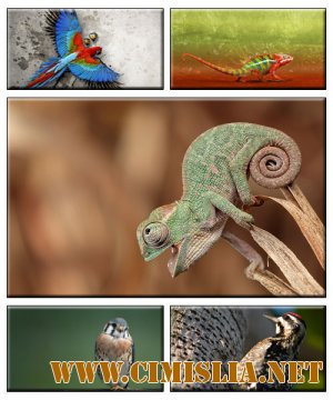 Oбои для рабочего стола - Животные [2012]