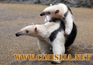 Эти забавные животные