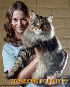 Cамый большой кот в мире
