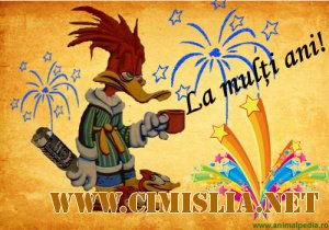 F E L I C I T A M cu ziua de nastere ,,Olea" & ,,Danu"