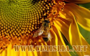 Обои для рабочего стола - Широкоформатные HD Обои [2013]