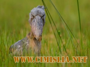 Животные злятся