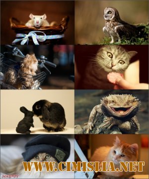 Обои для рабочего стола - Разное [2013]