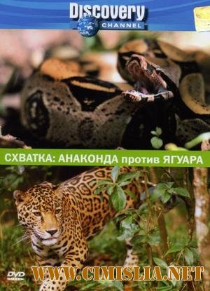 Discovery: Схватка. Анаконда против ягуара / Animal Fase-Off. Anaconda vs Jaguar [2004 / DVDRip-AVC]