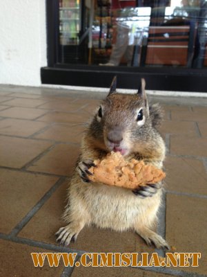 Забавные животные