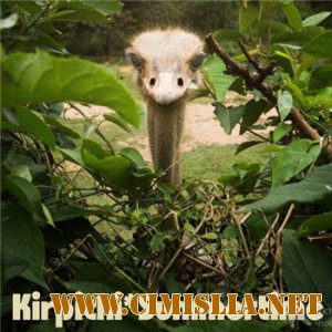 Кирпичи - Summertime [2013 / MP3 / 320 kb]