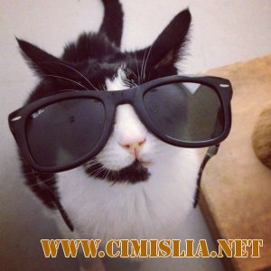 Забавные животные