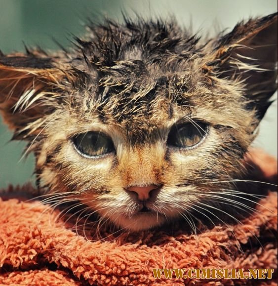 Обои для рабочего стола - Fresh 1 [2014]