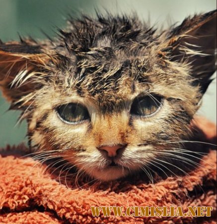 Обои для рабочего стола - Fresh 1 [2014]