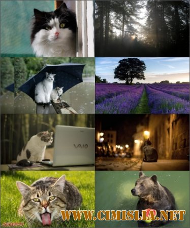 Обои для рабочего стола - Разное [2014]