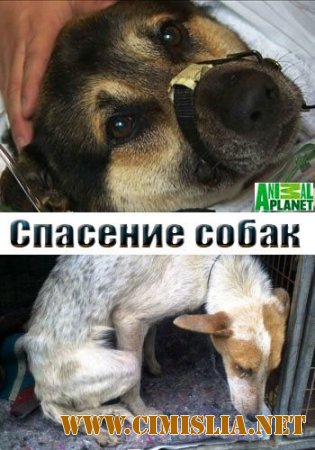 Спасение собак / The Dog Rescuers [S01] [2013 / SATRip]