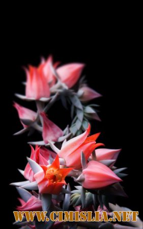 Обои для рабочего стола - Цветы [2014]