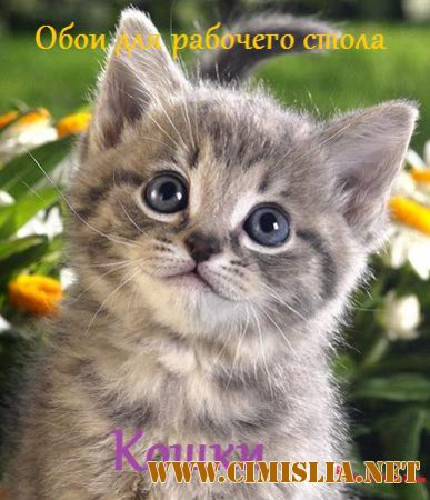 Обои для рабочего стола - Кошки [2014]