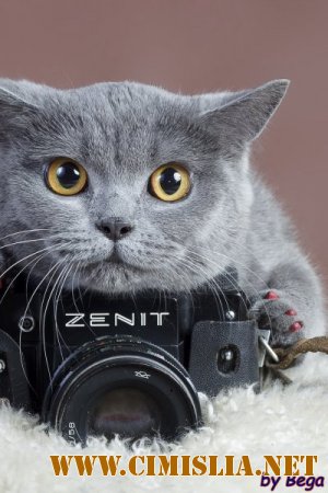 Обои для рабочего стола - Кошки [2014]