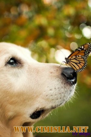 Обои для рабочего стола - Собаки [2014]