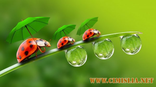 Обои для рабочего стола - В мире животных [2016]