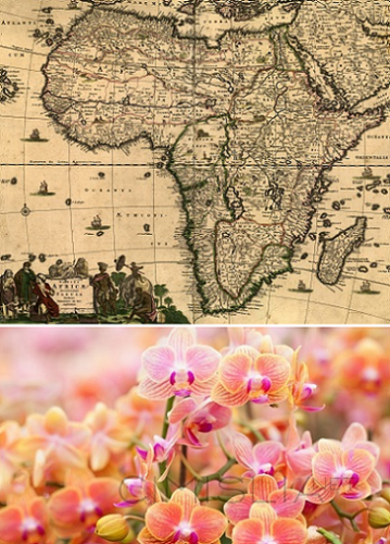 Обои для рабочего стола - Африка, Орхидея [1920x1080 - 6550x5415] [79 шт.] (2021) JPG