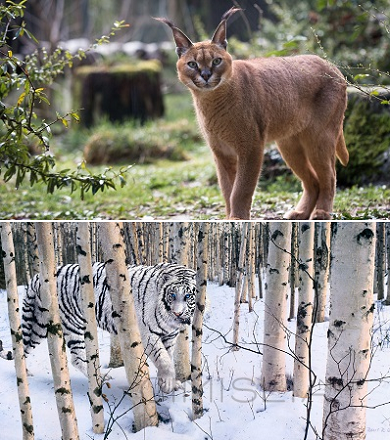 Обои для рабочего стола - Дикие кошки [2560x1440] [44 шт.] (2022) JPG