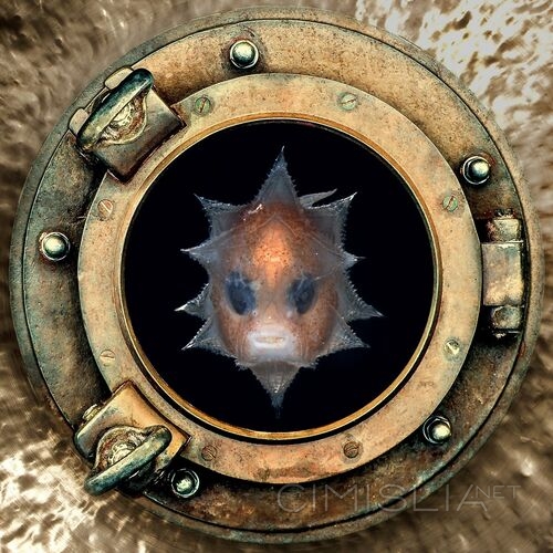 Free Human Zoo - The Mysterious Island (2023) MP3