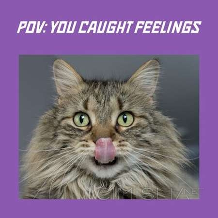 VA - pov: you caught feelings (2023) MP3
