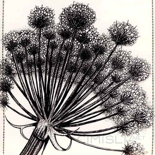 Motionfield - Optical Flow (2008) FLAC