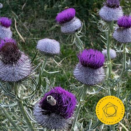 Berliner Philharmoniker - Shostakovich: Symphony No. 9 [24-bit Hi-Res] (2023) FLAC